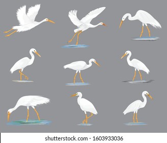 isolated white heron on grey background
