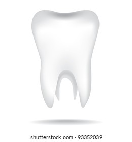 isolated white illustrations of the human tooth