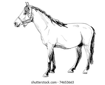 isolated white outline horse - illustration