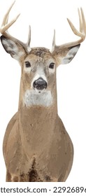 Isolated White Tailed Deer Buck with Antlers