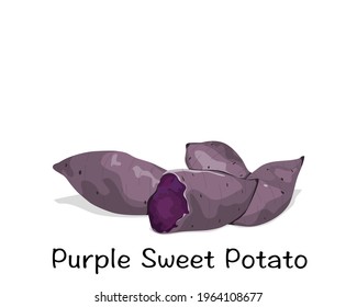 Isolated  whole and a half purple sweet potato on white background with text. Food ingredients vector illustration. Close up steamed potato hand drawing vector.