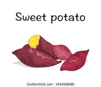 Isolated  whole and a half yellow sweet potato on white background with text. Food ingredients vector illustration. Close up steamed potato hand drawing vector.