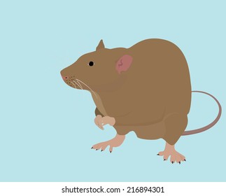isolated wild brown rat or mouse on blue background