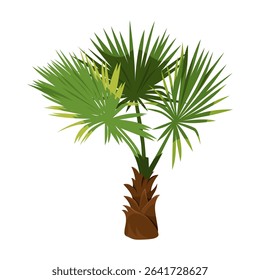 Isolated windmill or chusan palm. Vector chinese or indian tree or trachycarpus fortunei. Asia agriculture icon. Shore or beach tropical flora. Biology and botany, exotic agriculture. Japan plant.