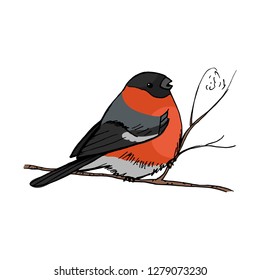 Isolated Winter Bullfinch On The Tree. Cute handdrawn illustration. Wild nature bird