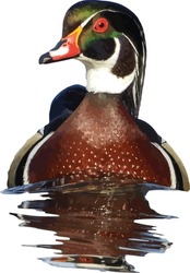 Isolated Wood Duck (Aix Sponsa) Drake With Reflection 
