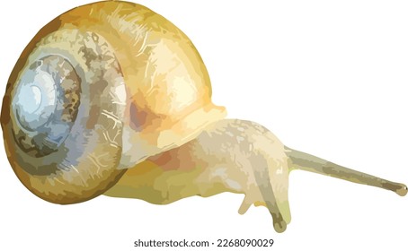 Isolated Woodland Snail Vector Image