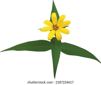 Isolated Woodland Sunflower (Helianthus strumosus) North American Wildflower