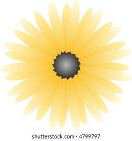 isolated yellow aster on white background