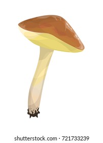 Isolated yellow boletus on white background. Fresh and tasty mushroom.