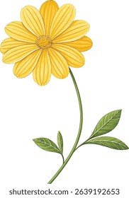 Isolated yellow daisy flower blossom with delicate petals on a white background	