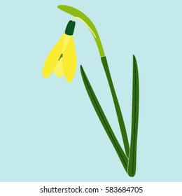 Isolated yellow flower snowdrop in a simple style on a light background, vector illustration
