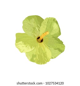 Isolated yellow Hibiscus tropical plant. Collection with hand drawn flowers. Design for invitation, wedding or greeting cards. Vector illustration.