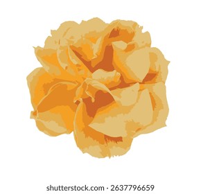 Isolated yellow rose (Rosa spp.) in full bloom on white background. Orange rose. High-resolution cutout perfect for floral design, packaging, botanical prints, and EPS 10 vector usage.