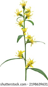 Isolated Zigzag Goldenrod (Solidago flexicaulis ) Woodland Wildflower Vector Image