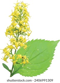 Isolated Zigzag Goldenrod (Solidago flexicaulis ) Woodland Wildflower