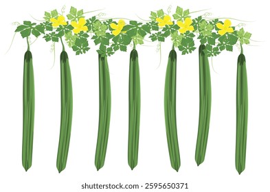 isolated zucchini on white background vector design