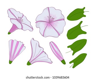 Isolation elements of white and pink bindweed. flowers, buds and leaves of morning-glory. Set convolvulus
