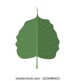 Isoleted of dark green bodhi leaf, flat vector.
