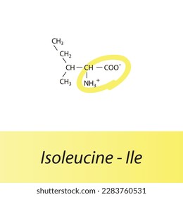Isoleucine - Ile - I amino acid structure. Skeletal formula with amino group highlighted in yellow marker. Scientific illustration.