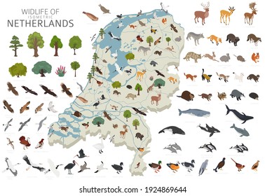 Isomatric 3d design of Netherlands wildlife. Animals, birds and plants constructor elements isolated on white set. Build your own geography infographics collection. Vector illustration