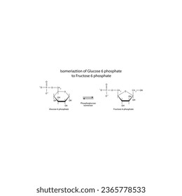 Isomeriaztion of Glucose 6 phosphate to Fructose 6 phosphate via phosphoglucose isomerase, molecular skeletal formula diagram on on white background.