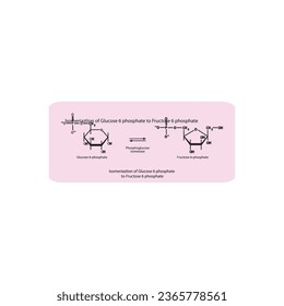 Isomeriaztion of Glucose 6 phosphate to Fructose 6 phosphate via phosphoglucose isomerase, molecular skeletal formula diagram on on pink background.