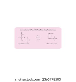 Isomeriaztion of glyceraldehyde-3-phosphate (G3P) and dihydroxyacetone phosphate (DHAP) via Triose phosphate isomerase, molecular skeletal formula diagram on on pink background.