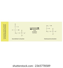 Isomeriaztion of glyceraldehyde-3-phosphate (G3P) and dihydroxyacetone phosphate (DHAP) via Triose phosphate isomerase, molecular skeletal formula diagram on on yellow background.