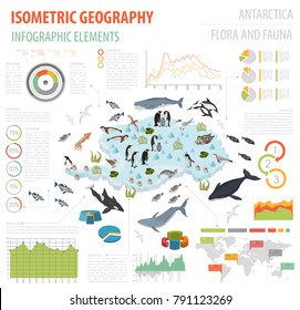 Isometric 3d Antarctica flora and fauna map elements. Animals, birds and sea life. Build your own geography infographics collection. Vector illustration