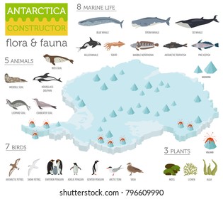 Isometric 3d Antarctica flora and fauna map elements. Animals, birds and sea life. Build your own geography infographics collection. Vector illustration