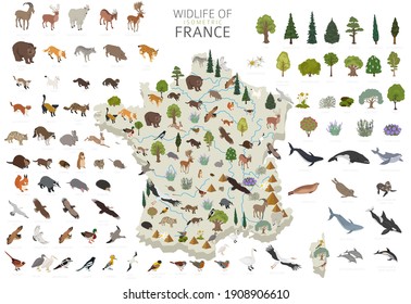 Isometric 3d design of France wildlife. Animals, birds and plants constructor elements isolated on white set. Build your own geography infographics collection. Vector illustration