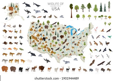 Isometric 3d of USA wildlife. Animals, birds and plants constructor elements isolated on white set. Build your own geography infographics collection. Vector illustration