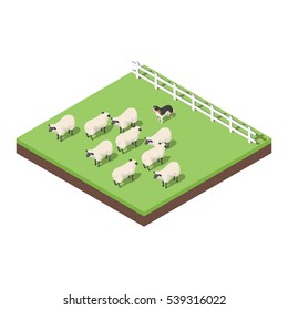 Isometric 3d vector illustration of farm animals. A dog herding the sheep. Icon for web. Isolated on white background. 