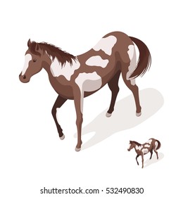 Isometric 3d vector illustration of large and small pinto horses. Icon for web. Isolated on white background.