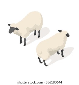 Isometric 3d vector illustration of sheep isolated on white background. Icon for web. Back and front view. 