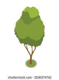 Isometric 3d vector park element. Ggarden tree or bush. Green environment landscape design illustration. Isolated icon of nature element