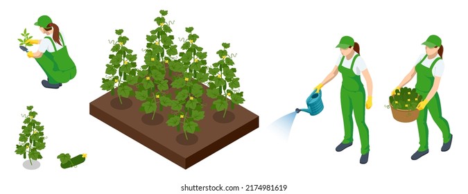 Isometric Agricultural cultivation of green cucumbers on the farm or in the field. Farmers grow green cucumbers and harvest. Harvesting cucumbers in the field