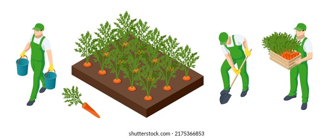 Isometric Agricultural cultivation of organic carrot vegetables on the farm or in the field. Farmers grow organic carrot vegetables and harvest.