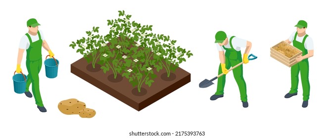 Isometric Agricultural cultivation of organic potatoeson the farm or in the field. Farmers grow organic potatoes vegetables and harvest. Fresh young potatoes.