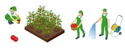 Isometric Agricultural Cultivation Of Organic Red Tomatoes On The Farm Or In The Field. Farmers Grow Organic Red Tomatoes Vegetables And Harvest.