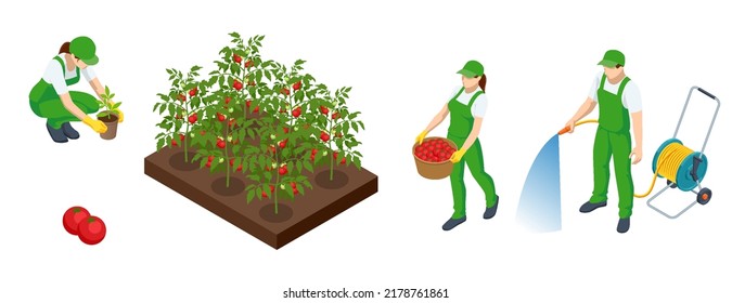 Cultivo agrícola isométrico de tomates rojos orgánicos en la granja o en el campo. Los agricultores cultivan vegetales de tomates rojos orgánicos y cosechan.