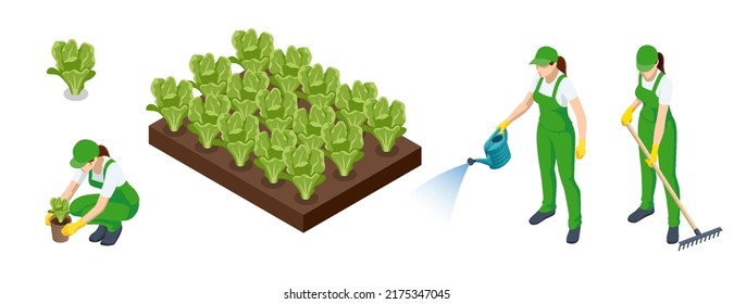 Isometric Agricultural cultivation of organic salad vegetables on the farm or in the field. Farmers grow organic salad vegetables and harvest. Female farmers.