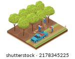 Isometric Apple harvest. Ripe apples on an apple orchard. Organic Fresh Products, Premium Quality