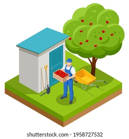 Isometric apple orchard, ripe fruits hanging on branch. Assembling the harvest of apples. Orange products. Organic Fresh Products, Premium Quality