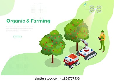 Isometric apple orchard, ripe fruits hanging on branch. Assembling the harvest of apples. Orange products. Organic Fresh Products, Premium Quality