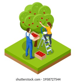 Isometric apple orchard, ripe fruits hanging on branch. Assembling the harvest of apples. Orange products. Organic Fresh Products, Premium Quality