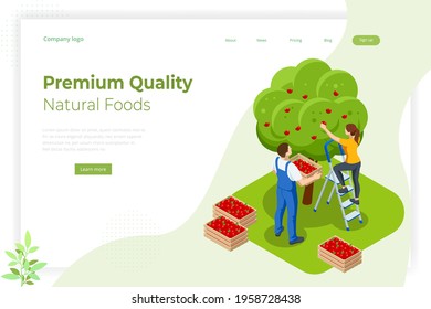 Isometric apple orchard, ripe fruits hanging on branch. Assembling the harvest of apples. Orange products. Organic Fresh Products, Premium Quality
