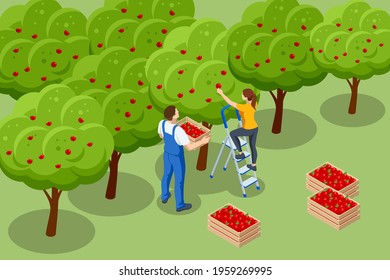 Isometric apple orchard, ripe fruits hanging on branch. Assembling the harvest of apples. Orange products. Organic Fresh Products, Premium Quality