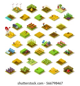 Isometric barley farm house building staff farming agriculture wheat field scene. 3D isometric game city map icon set. Game tile tractor apple plant vegetable harvest farmland vector illustration